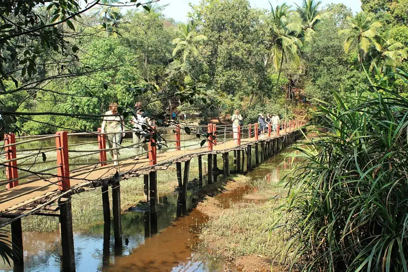 Footbridge through a lush spice plantation in Goa