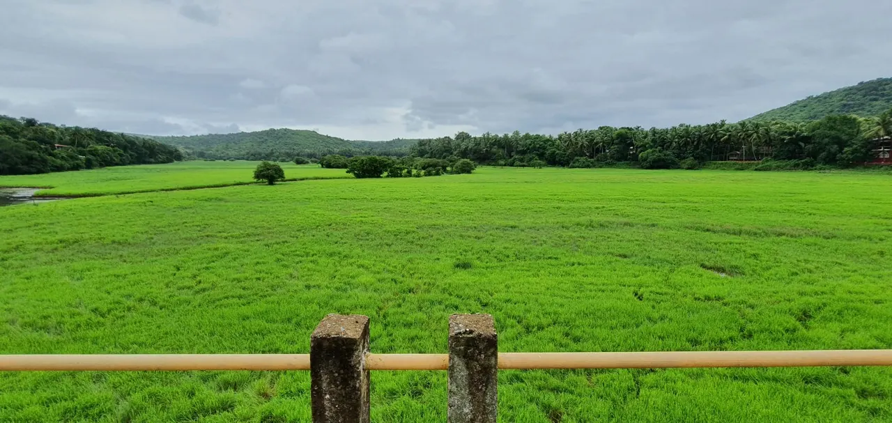 Green fields and wooded hills at Verna in South Goa